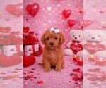 Puppy Bean Goldendoodle (Miniature)