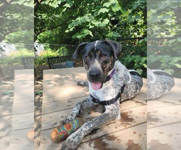 Medium Photo #19 Pointer-Unknown Mix Puppy For Sale in Elmsford, NY, USA