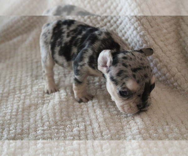 Medium Photo #20 French Bulldog Puppy For Sale in SPRING, TX, USA