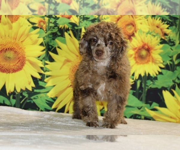 Medium Photo #32 Poodle (Toy) Puppy For Sale in DYERSBURG, TN, USA