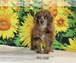 Maurice - Male Poodle (Toy) Puppy for Sale - Photo #32