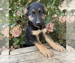 Demi - Female German Shepherd Dog Puppy for Sale - Photo #5
