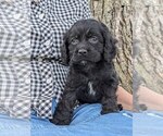 Small Photo #2 Cock-A-Poo-Cocker Spaniel Mix Puppy For Sale in SALEM, MO, USA