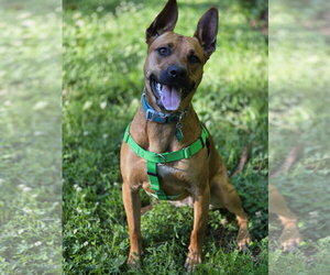 Charlie *BALL IS LIFE*TRANSPORTATION AVAILABLE* - Female Mutt Dog for Adoption - Photo #6