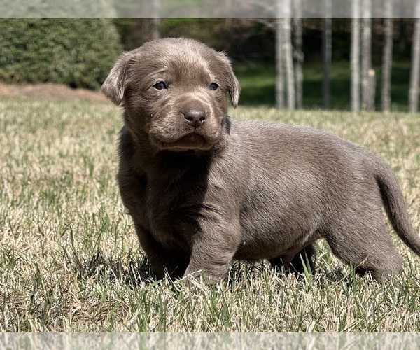 Medium Photo #4 Labrador Retriever Puppy For Sale in CLINTON, SC, USA