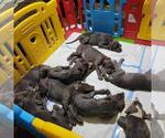 Small Photo #15 Great Dane Puppy For Sale in OGDEN, UT, USA