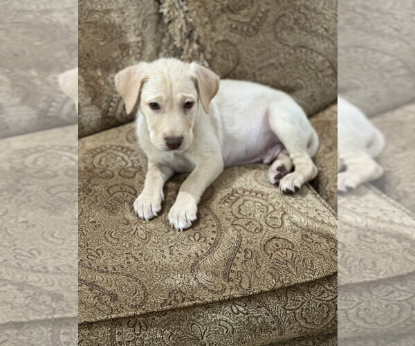 Medium Photo #3 American Staffordshire Terrier-Labrador Retriever Mix Puppy For Sale in Lakewood, CO, USA