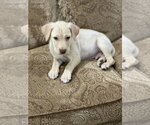Small Photo #3 American Staffordshire Terrier-Labrador Retriever Mix Puppy For Sale in Lakewood, CO, USA