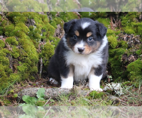 Medium Photo #1 Australian Shepherd Puppy For Sale in CHEHALIS, WA, USA