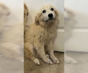 Medium Great Pyrenees Mix