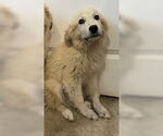 Small Great Pyrenees Mix