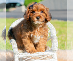 Small #1 Yorkipoo