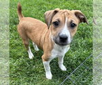 Small Photo #10 Australian Shepherd-Chihuahua Mix Puppy For Sale in Mechanicsburg, PA, USA