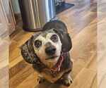 Small #6 Dachshund