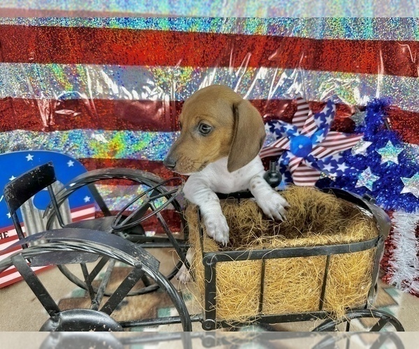 Medium Photo #3 Dachshund Puppy For Sale in CASSVILLE, MO, USA