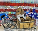 Small #2 Dachshund