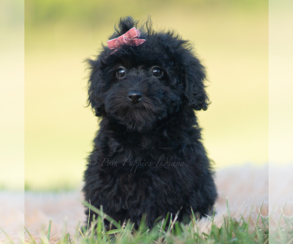 Medium Photo #5 Goldendoodle (Miniature) Puppy For Sale in WARSAW, IN, USA