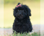 Small Photo #88 Goldendoodle (Miniature) Puppy For Sale in WARSAW, IN, USA