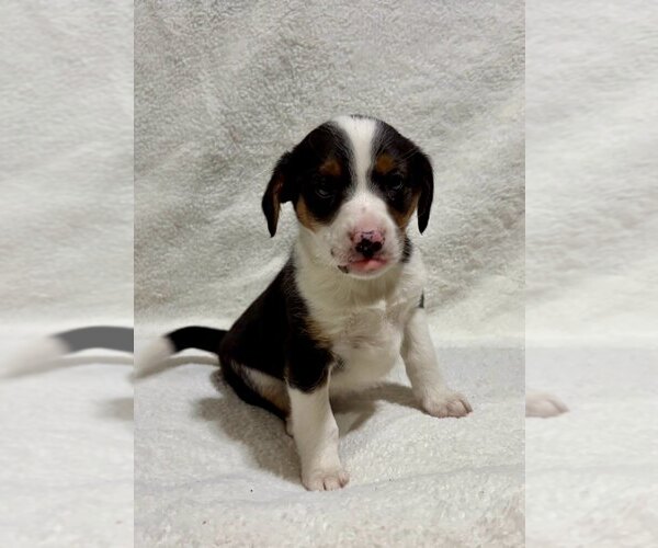 Medium Photo #7 Beagle Puppy For Sale in FAIR HAVEN, MI, USA