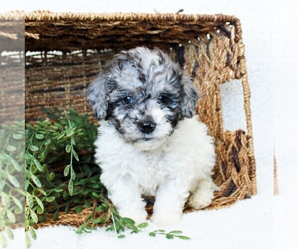Medium Photo #4 Goldendoodle-Poodle (Miniature) Mix Puppy For Sale in LITITZ, PA, USA