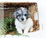 Small Photo #4 Goldendoodle-Poodle (Miniature) Mix Puppy For Sale in LITITZ, PA, USA