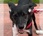 Small #29 Border Collie