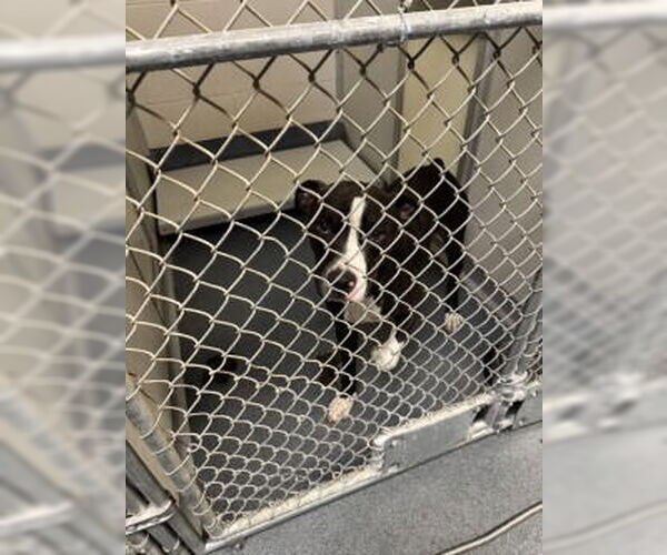 Medium Photo #1 American Pit Bull Terrier Puppy For Sale in Glen Allen, VA, USA