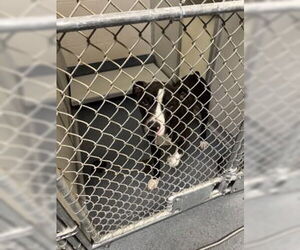 American Pit Bull Terrier Dogs for adoption in Glen Allen, VA, USA