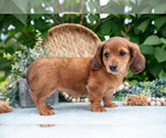 Small #4 Dachshund