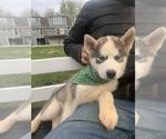 Small Photo #33 Siberian Husky Puppy For Sale in TRIMBLE, MO, USA