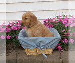 Small Photo #21 English Cream Golden Retriever Puppy For Sale in ATHENS, WI, USA