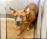 Small American Pit Bull Terrier