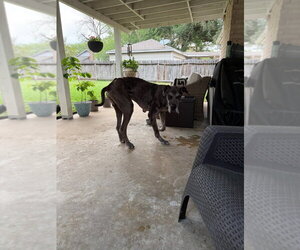 Oscar Doo - Male Great Dane Dog for Adoption - Photo #3