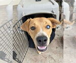 Small #1 Labrador Retriever Mix