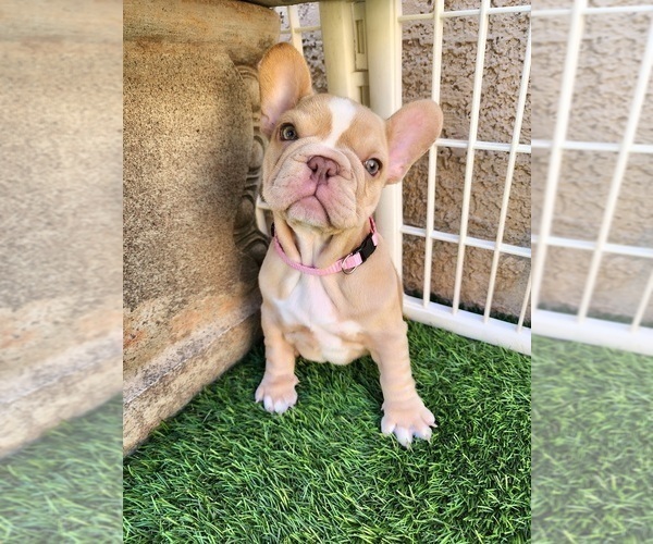 Medium Photo #7 French Bulldog Puppy For Sale in LAS VEGAS, NV, USA