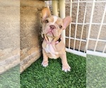 Small #6 French Bulldog