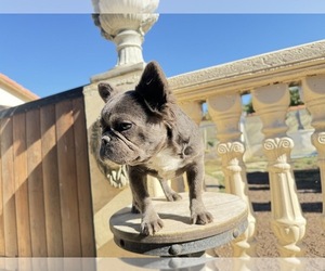 French Bulldog Puppy for sale in MORENO VALLEY, CA, USA