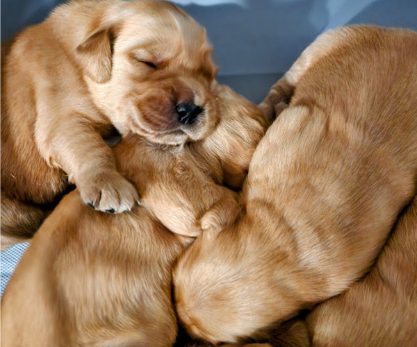 Medium Photo #8 Golden Retriever Puppy For Sale in ELMER, NJ, USA