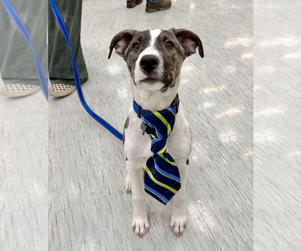 Medium Photo #3  Puppy For Sale in , 