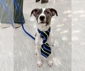 Borador Dogs for adoption in GILBERTS, IL, USA