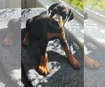 Puppy Jax Doberman Pinscher