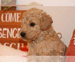 Goldendoodle Puppy for sale in FAIR GROVE, MO, USA