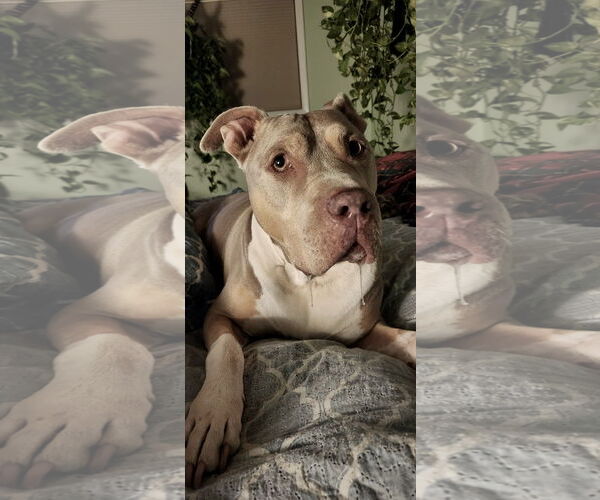 Medium Photo #36 Staffordshire Bull Terrier-Unknown Mix Puppy For Sale in Mount Laurel, NJ, USA