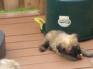 Bouvier Des Flandres Puppy for sale in AMBOY, WA, USA