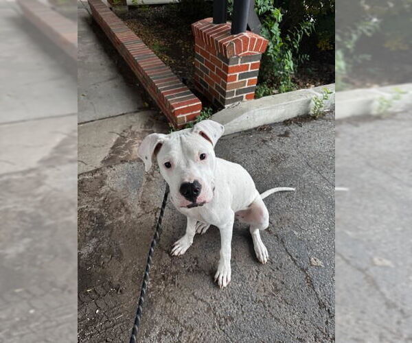 Medium Photo #1 Dogo Argentino-Unknown Mix Puppy For Sale in San Antonio, TX, USA