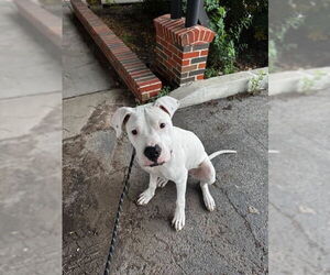 Dogo Argentino-Unknown Mix Dogs for adoption in San Antonio, TX, USA