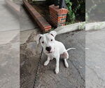 Small Dogo Argentino Mix