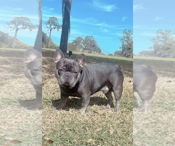 Medium Photo #1 French Bulldog Puppy For Sale in VALRICO, FL, USA
