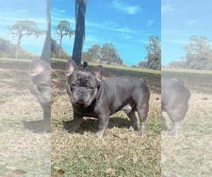 Father of the French Bulldog puppies born on 03/05/2026