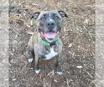 Small American Pit Bull Terrier-Catahoula Leopard Dog Mix